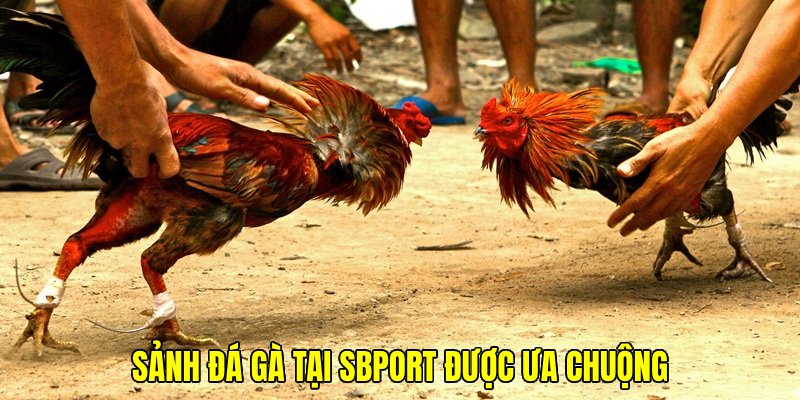 Tận hưởng những trận chọi kê đầu tư hoành tráng